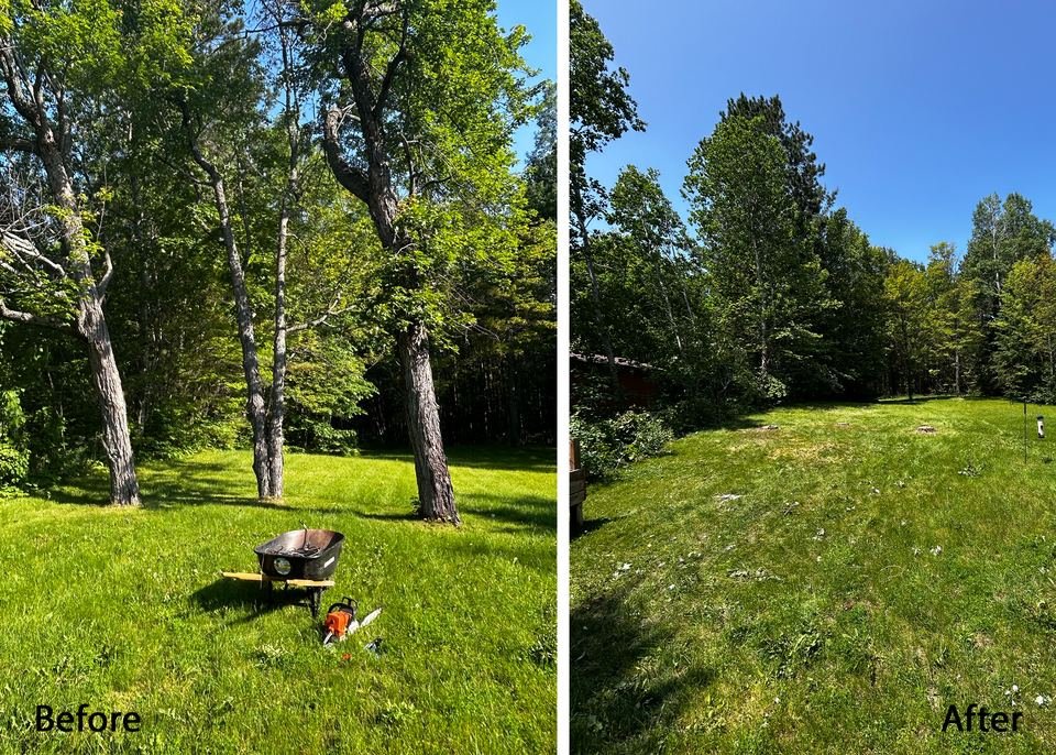 Before and after a yard tree-clearing job