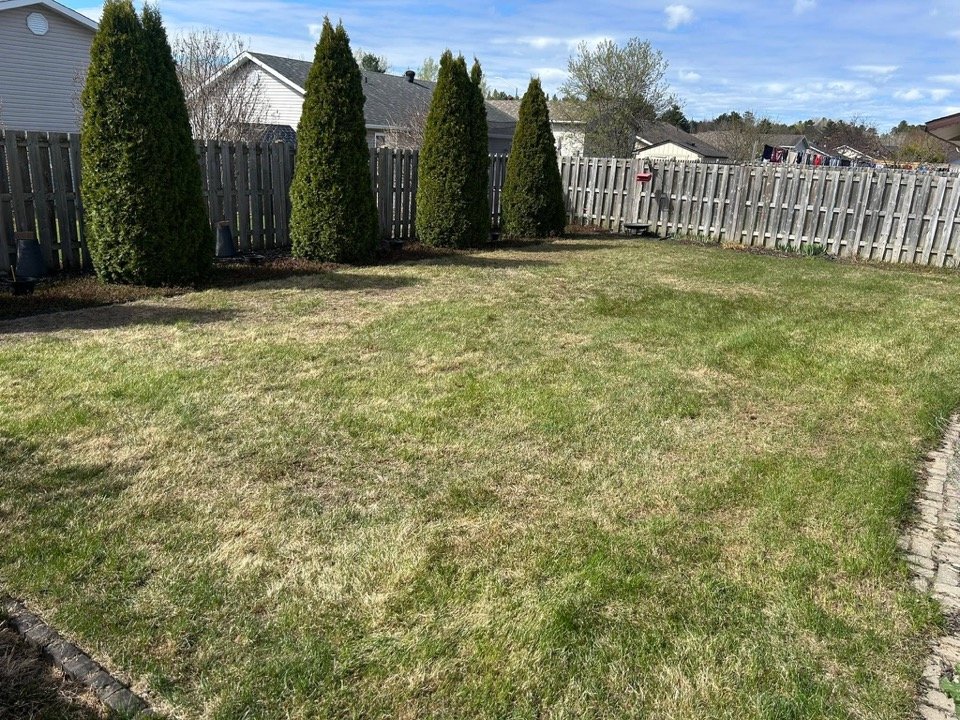 Backyard lawn after mowing