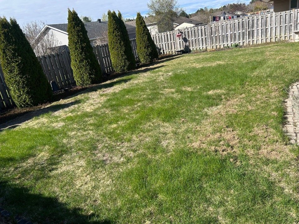 Backyard lawn before mowing