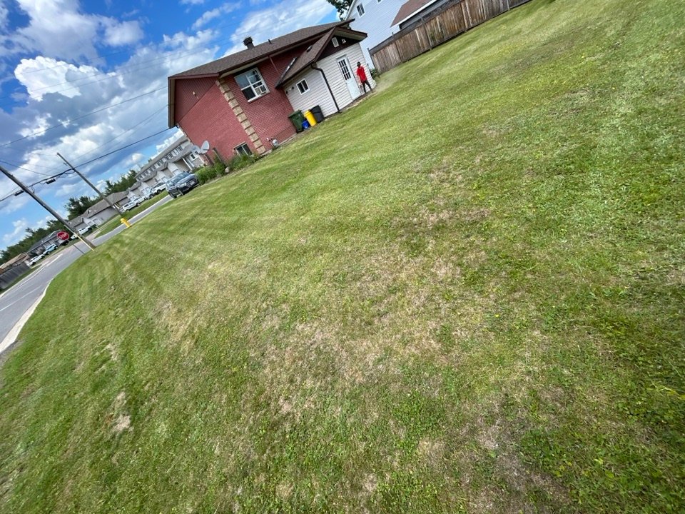 Freshly mowed lawn with clean stripe pattern