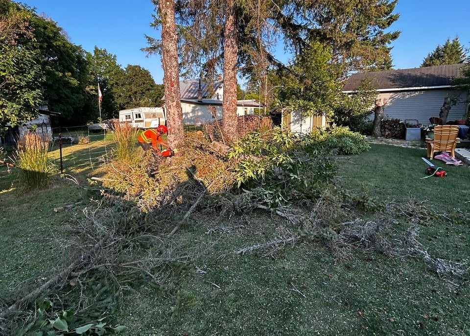 Crew felling a tree on a rural property