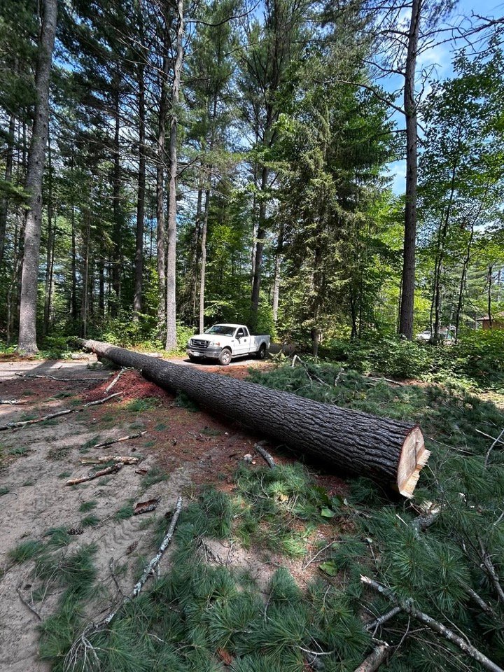 Large fallen tree cut and cleared from a driveway