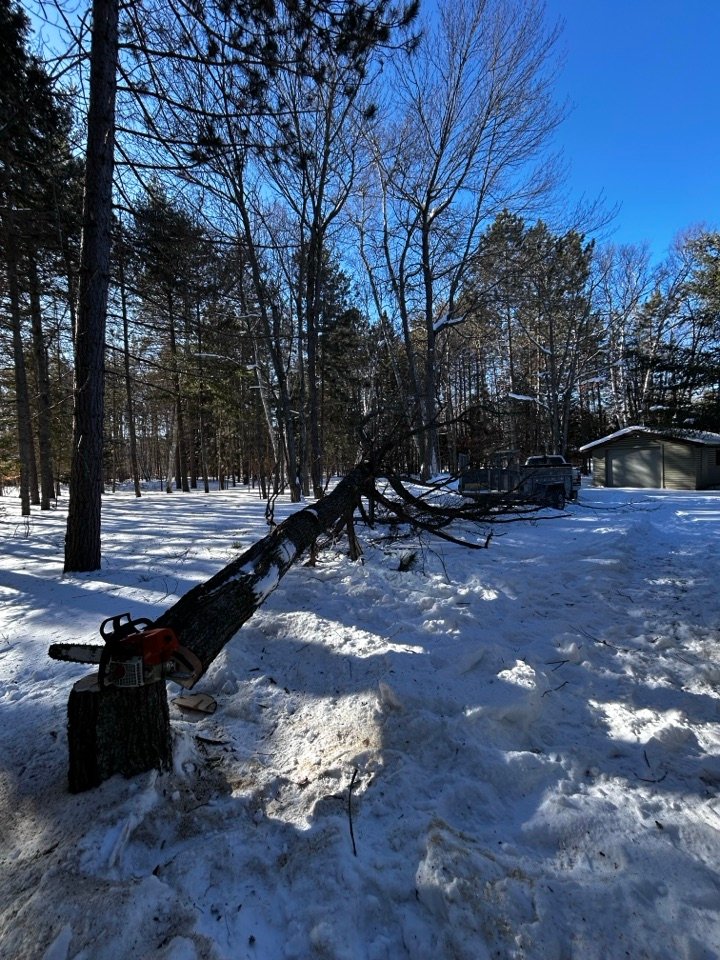 Chainsaw resting on a stump after a winter tree removal