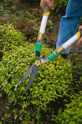 A shrub being removed by a professional